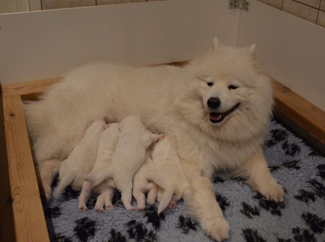 Pennut syömässä, alkaa olla tungosta, kun ovat jo niin isoja :).