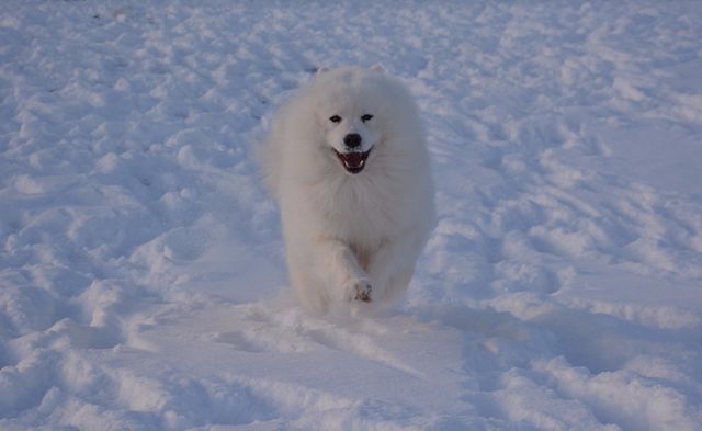 Zero, Jäähelmen Snow Star vauhdissa.