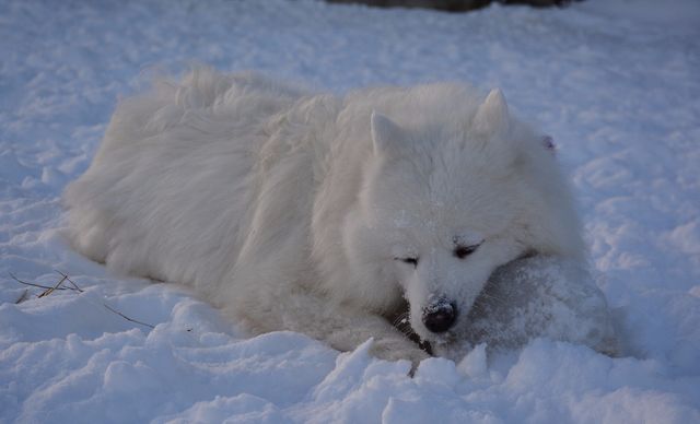 Lumi, Jäähelmen Snow White ja aarre.