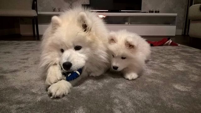 Joda ja Jekku. Kuva Tiina Niemi.