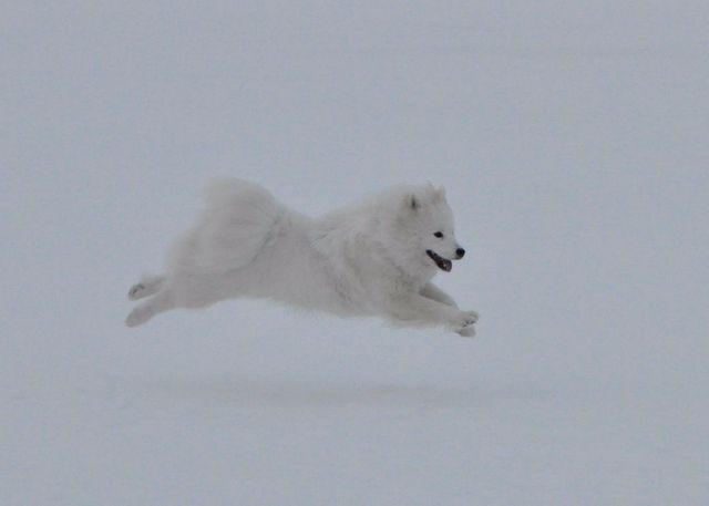 Nana lentää :). Kuva Anne Junnikkala.