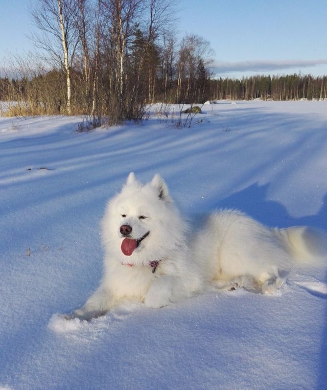 Maisa jäällä. Kuva Sari Ruoti.