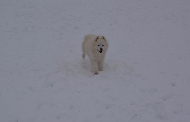 Kusti vauhdissa.