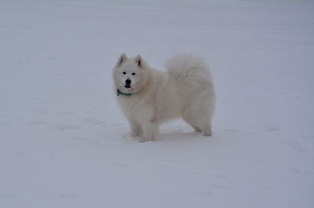 Remu.