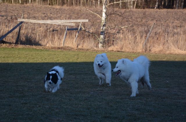 Siiri, Bumba ja Bamse vauhdissa.