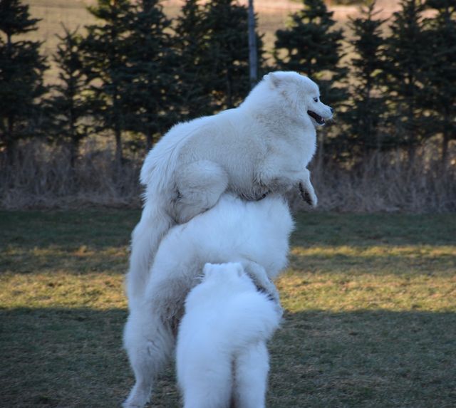 Koiratorni :). Ylimmäisenä Afina, sitten Bonzo ja Hippu ihmettelee alimmaisena menoa :). 