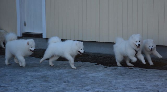 Pennut vauhdissa, vasemmalta Helmeri, Bumba, Bamse ja Hippu.