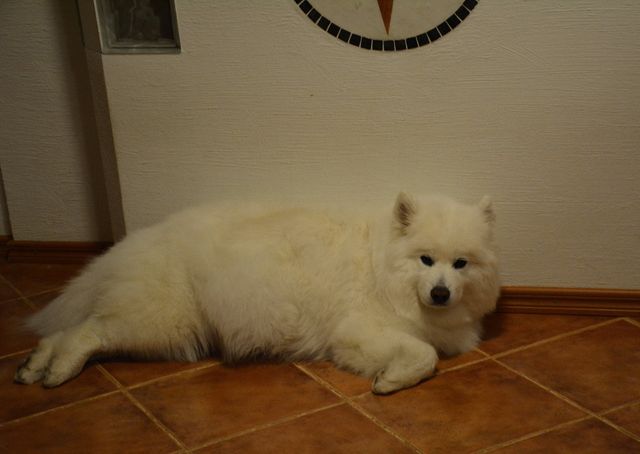 Olo on jo hieman tukala ja saa hakea hyvää nukkuma-asentoa.