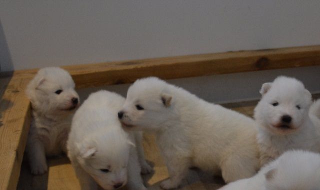 Pennut odottavat uutta peittoa laatikkoon :). 