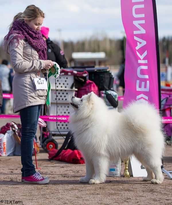 Jäähelmen Iki-Iloinen, Nuuka BIS4-veteraani Lahdessa 1.5.2017. Kuva Paula Heikkinen-Lehkonen.