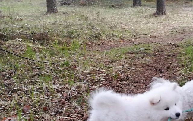 Alma, Jäähelmen Tunturin Tuuli taluttaa kaveria Avaa Mikkelissä. Kuva Mea Lönnblad.