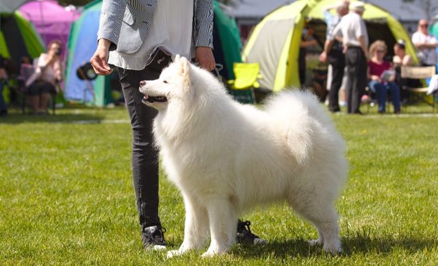 Jäähelmen Iki-Ihana, Diego. Kuva Teemu Hiltunen.