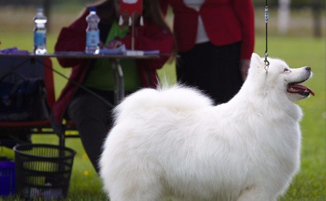 Jäähelmen Snow White, Lumi. Kuva Teemu Hiltunen.