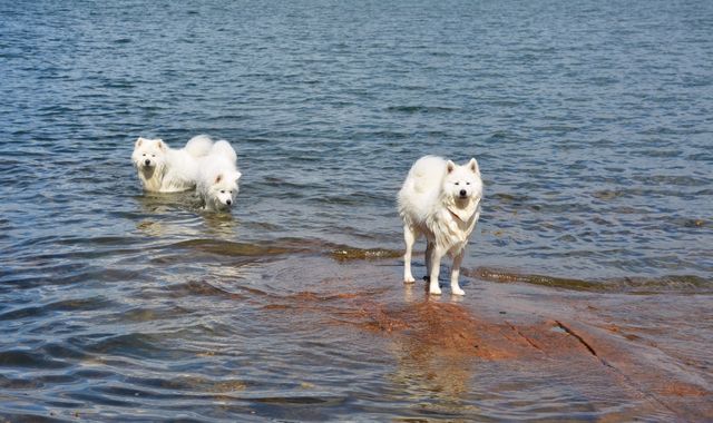 Hippu kalliolla, Bonzo ja Helmeri vedessä.