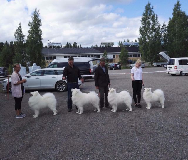 Jäähelmen kasvattajaryhmä Mäntsälässä. Koirat vasemmalta Bonzo, Bono, Maikki ja Taika (PN2 SERT). Kuva Kaisa Pekola.