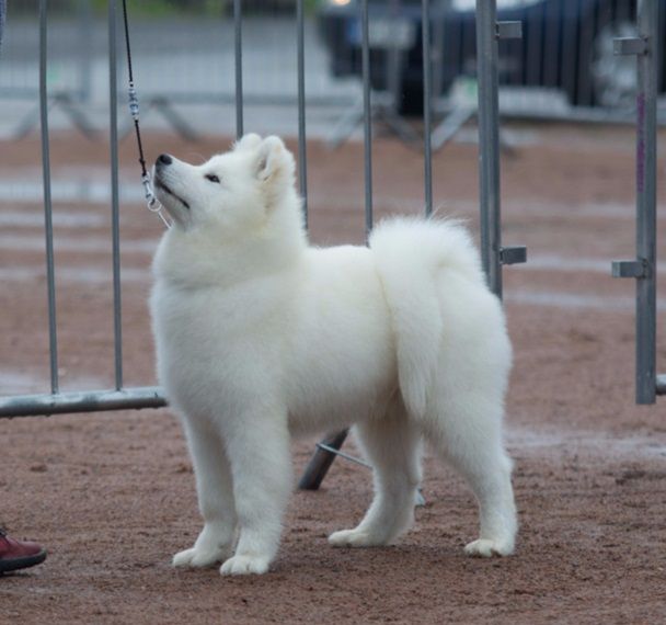 Ruska ryhmäkehässä Jämsän pentunäyttelyssä. Kuva Juttaniemela.