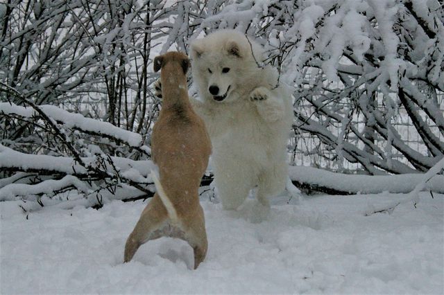 Loru ja Tähkä painimassa. Kuva Jaana Porkka.