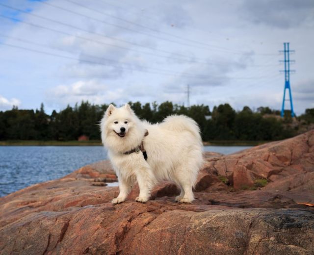 Lilli, Jäähelmen Claudia, kohta 10v. Kuva Kati Tiainen.