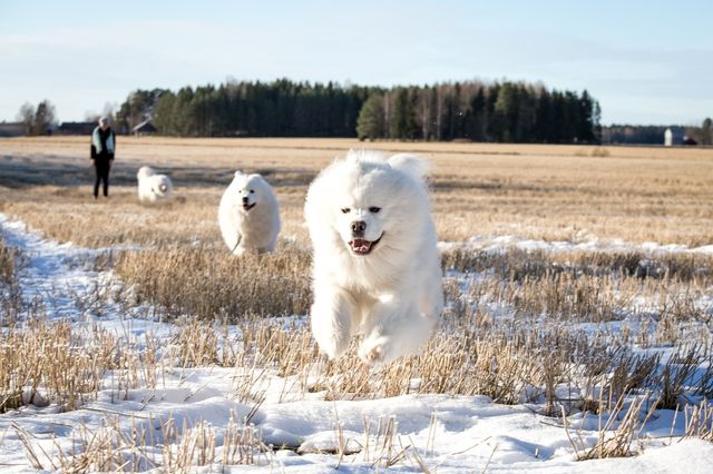Tikru vauhdissa :). Kuva Heidi Lahdelma.