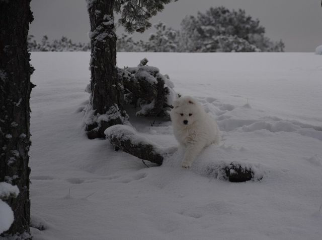 Pentu viihtyi lumessa ja jaksoi juosta isompien perässä lenkillä. Lumi takertui turkkiin pahasti ja sitten tuli pian kylmä. 
