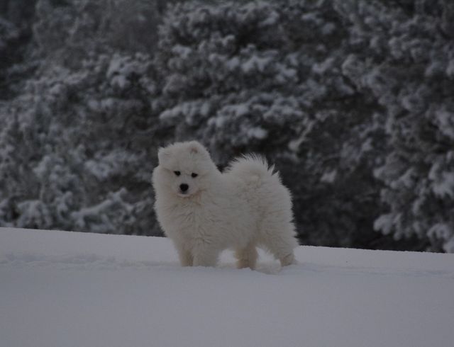 Jäähelmen Siberian Snow Bear kotona toistaiseksi.