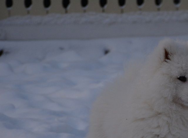 Jäähelmen Siberian Snow Bear, Äijä.