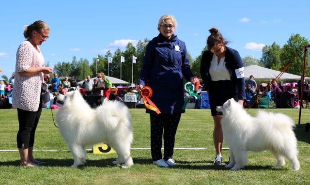 Jäähelmen Hole In On, Helmeri ROP, SERT, CACIB Helsingin näytteylyssä 19.5.2018. tuomari Inga Siil, VSP Ramzai Rhythm Of Oz. Kuva Sonja Jalkanen.