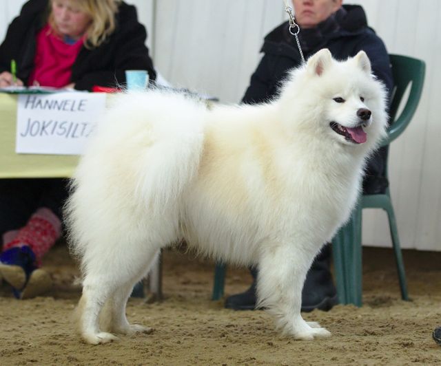 Jäähelmen Tunturin Valtias, Ruska Korpilahdella. Kuva Teemu Hiltunen.