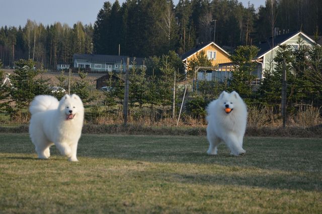 Palloleikkejä.