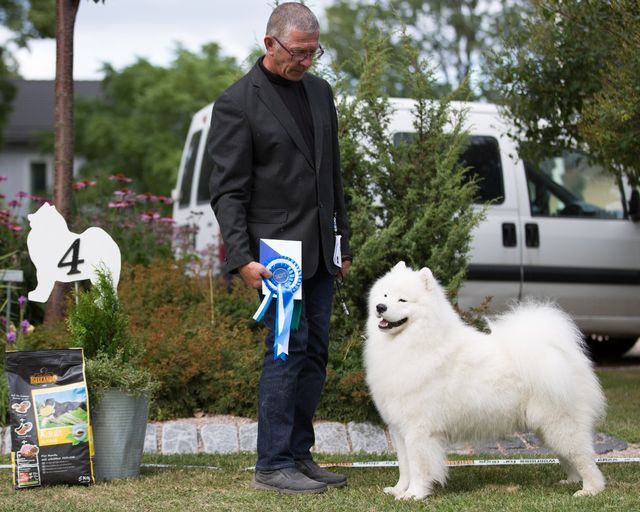 Jäähelmen Siberian Snow Bear, Äijä Erikoisnäyttelyn SERT PU4. Kuva Teemu Hiltunen.