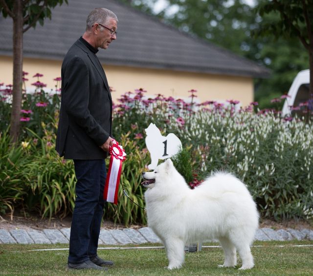 Jäähelmen Heart Of Gold, Hippu avoimen luokan voittaja Erikoisnäyttelyssä 2019. Kuva Teemu Hiltunen.