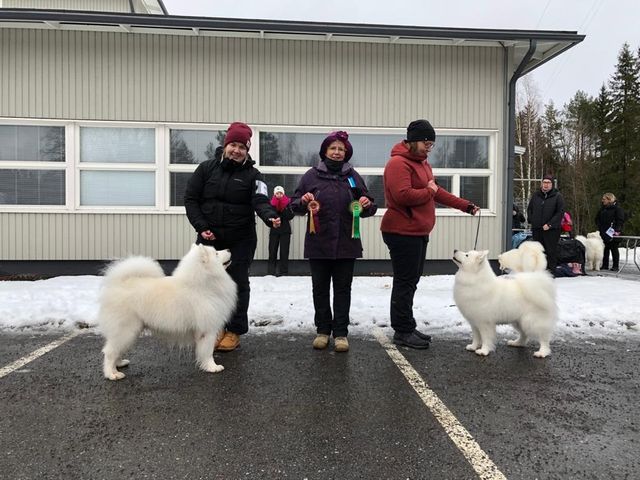 Jäähelmen Lucky Boy, Bondy ROP-veteraani ja Snowmist Eeny Meeny Miny Mo VSP-veteraani. Kuva Mirva Mantere.