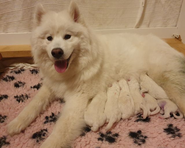 Parin tunnin ikäiset pennut ja pirteä Loru-mamma.