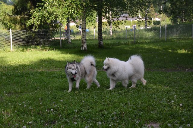 Äijän uusi ihastus :).