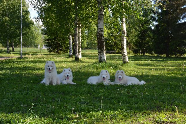 Alun riehumisen jälkeen ensimmäinen lepotauko, Ilo puuttuu kuvasta. Vasemmalta Lappi, Luka, Rambo ja Snowy. 