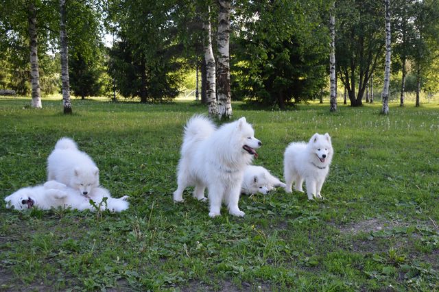 Luka ottaa rennosti, pennut viihtyivät puiden varjossa hyvin, tuuli myös mukavasti, vaikka ilma oli aika lämmin. Bumba keskellä.