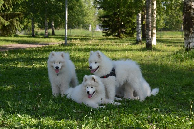 Lappi, Snowy ja Rambo ja joku takana :).