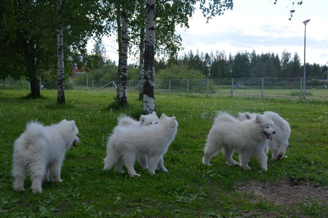 Pennut jaksoivat peuhata, varmaan uni maistui kaikille :).