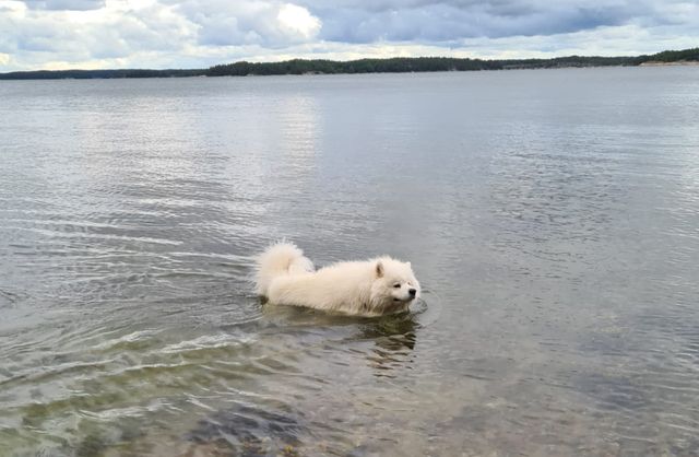 Helmeri uimassa mökillä.