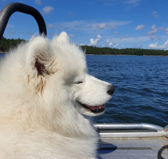 Stella keulassa lempipaikallaan kesän veneretkellä.