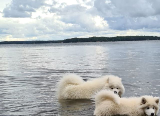 Helmeri ja Snowy uimassa.