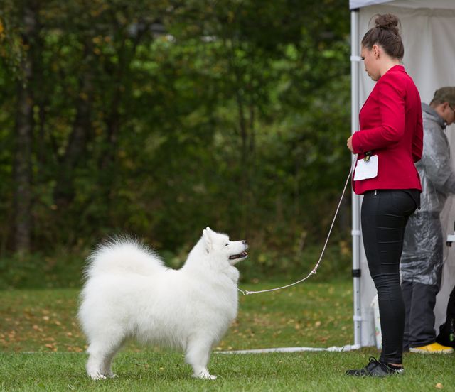 Jäähelmen Lucky Lady, Taiga erkkarissa 5.9.2020. Kuva Teemu Hiltunen.