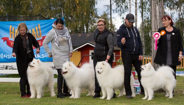 Jäähelmen kasvattajaryhmä 1.KP ROP. Koirat vasemmalta Helmeri, Tikru, Severi ja Oona. Kuva: Teemu hiltunen.