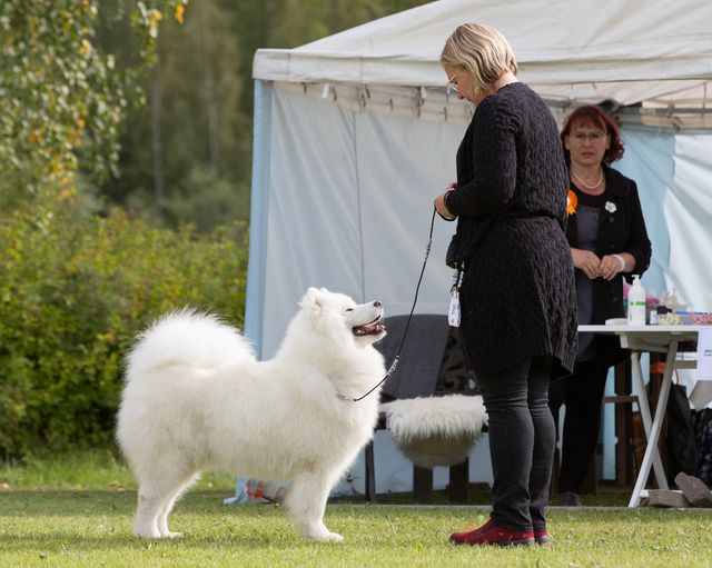 Jäähelmen Surprising Sweet Stella. Kuva Teemu Hiltunen.