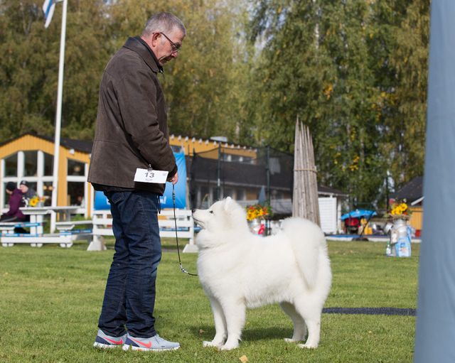 Jäähelmen Power Of Love, Hertta. Kuva Teemu Hiltunen.