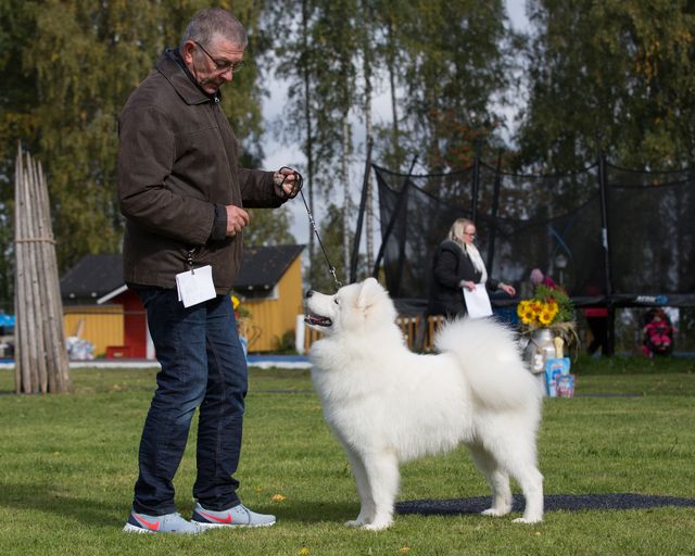 Jäähelmen Still Loving You, Lenny. Kuva Teemu Hiltunen.